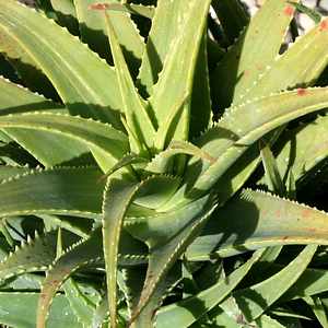 Image of Aloe x spinosissima 'Streaker'