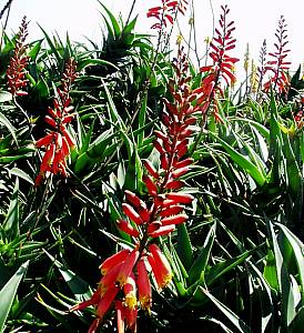 Image of Aloe ciliaris 'Firewall'