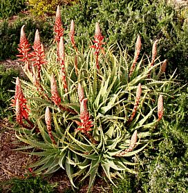 Image of Aloe x spinosissima