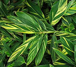 Image of Alpinia zerumbet 'Variegata'