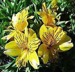 Image of Alstroemeria 'Little Eleanor'