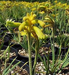 Image of Anigozanthos 'Bush Lantern'