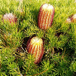 Image of Banksia spinulosa 'Schnapper Point'