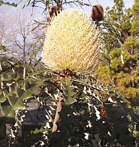Image of Banksia speciosa