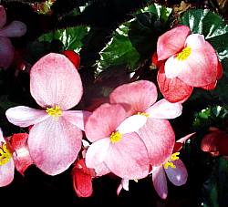 Image of Begonia 'Richmondensis'
