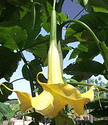 Image of Brugmansia 'Hetty Krauss'