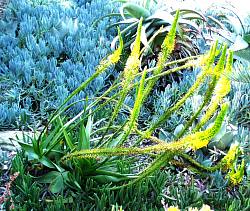 Image of Bulbine latifolia