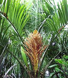 Image of Butia capitata