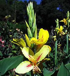 Image of Canna 'Lucifer's Brother'