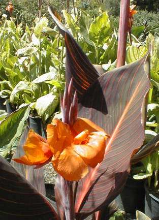 Image of Canna 'Phasion'