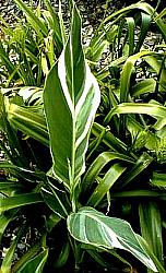 Image of Canna 'Stuttgart'