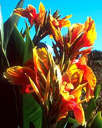 Image of Canna 'Transvaal Beauty'