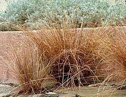 Image of Carex buchananii