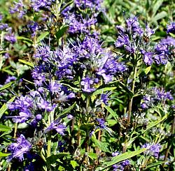 Image of Caryopteris x clandonensis 'Longwood Blue'