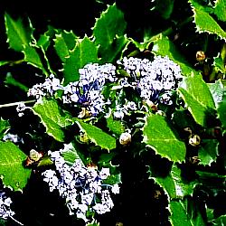 Image of Ceanothus gloriosus 'Heart's Desire'