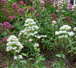 Image of Centranthus ruber