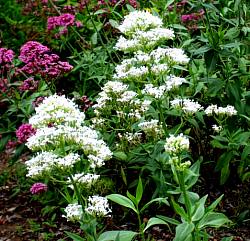 Image of Centranthus ruber 'Albus'