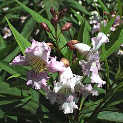 Image of Chitalpa tashkentensis 'Pink Dawn'