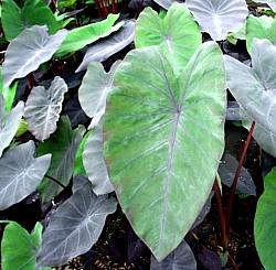 Image of Colocasia esculenta 'Black Runner'