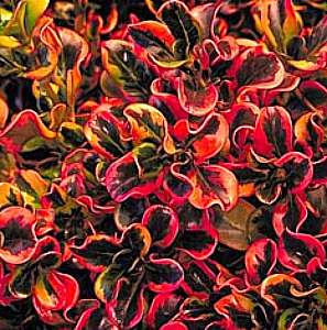 Image of Coprosma repens 'Pink Splendor'