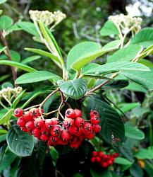 Image of Cotoneaster lacteus