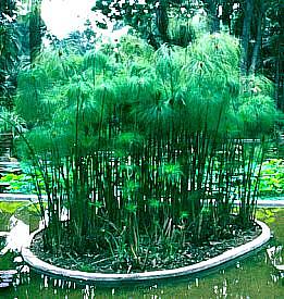 Image of Cyperus papyrus