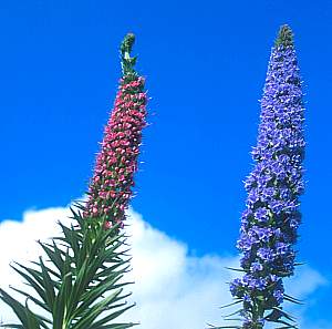 Image of Echium candicans 'Select Pink'