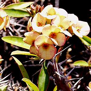 Image of Euphorbia milii 'Aurea'