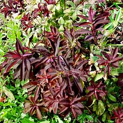 Image of Euphorbia dulcis 'Chameleon'