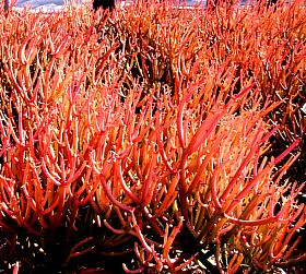 Image of Euphorbia tirucalli 'Sticks on Fire'
