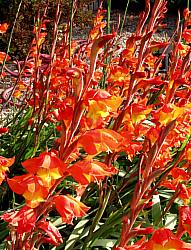 Image of Gladiolus dalenii