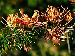 Image of Grevillea 'Poorinda Queen'