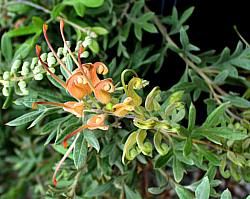 Image of Grevillea 'Sunrise'