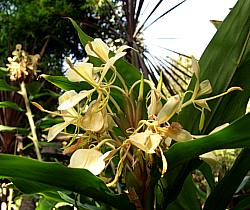 Image of Hedychium flavescens