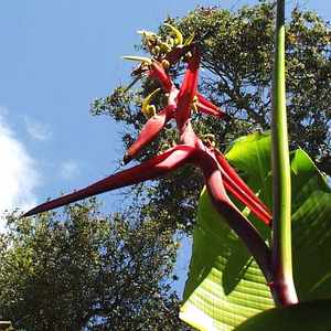 Image of Heliconia schiedeana