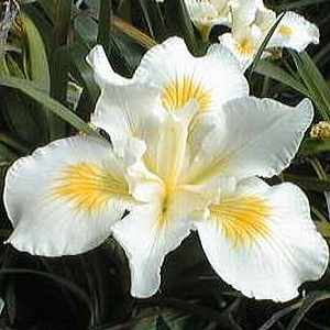 Image of Iris douglasiana 'Canyon Snow'