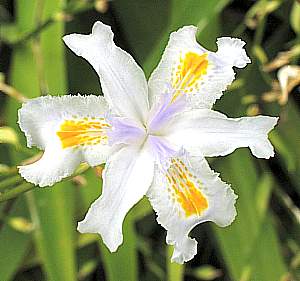 Image of Iris 'Nada'