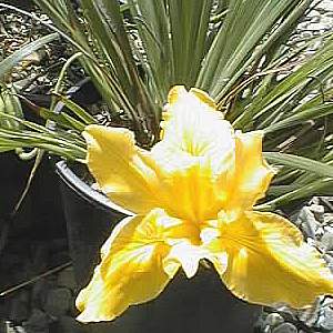 Image of Iris PCH 'Gold'