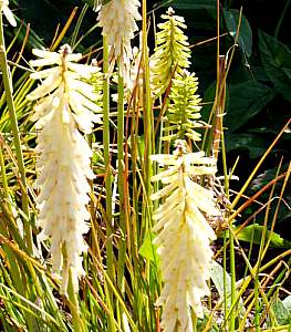 Image of Kniphofia 'Little Maid'