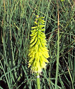 Image of Kniphofia uvaria 'Malibu Yellow'