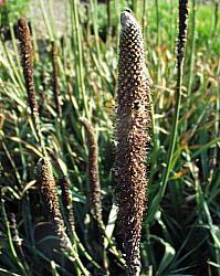 Image of Kniphofia typhoides