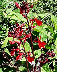 Image of Lobelia fulgens