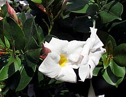 Image of Mandevilla sanderi My Fair Lady ['Helle']