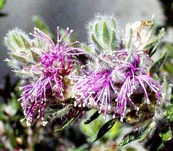 Image of Melaleuca squamea