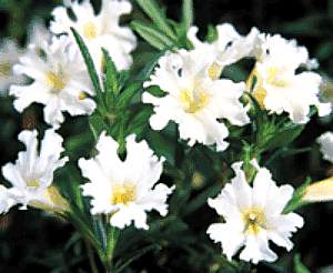 Image of Mimulus 'Jelly Bean White'