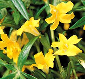 Image of Mimulus 'Jelly Bean Yellow'
