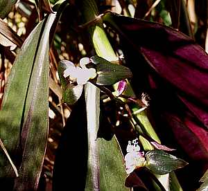 Image of Tradescantia 'Peter Fletcher'