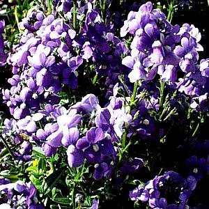 Image of Nemesia fruticans Blue Bird 'Hubbird' PP12,014