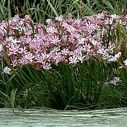 Image of Nerine masonorum