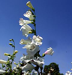 Image of Penstemon 'Holly's White'